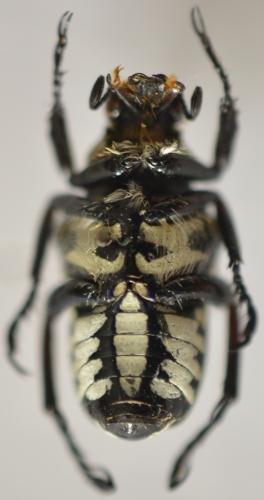 Réf. 274 030 : Pygora simillima